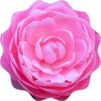 Camellia bloom